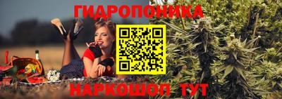 шишки Новодвинск
